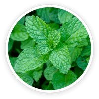 Peppermint Leaf Extract Powder