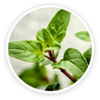 Oregano Leaf Extract