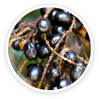 Saw Palmetto Fruit Extract Powder